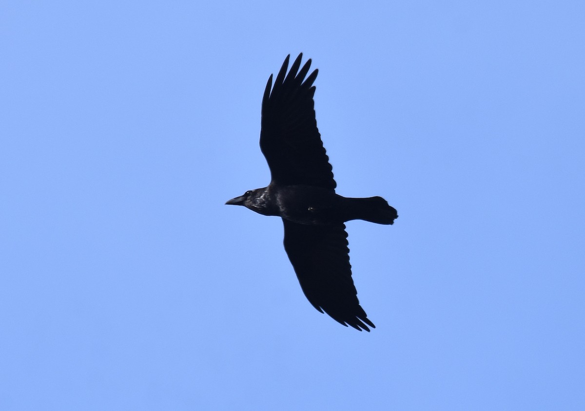 Common Raven - ML312048191