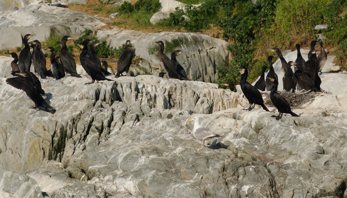 Great Cormorant - Alix d'Entremont