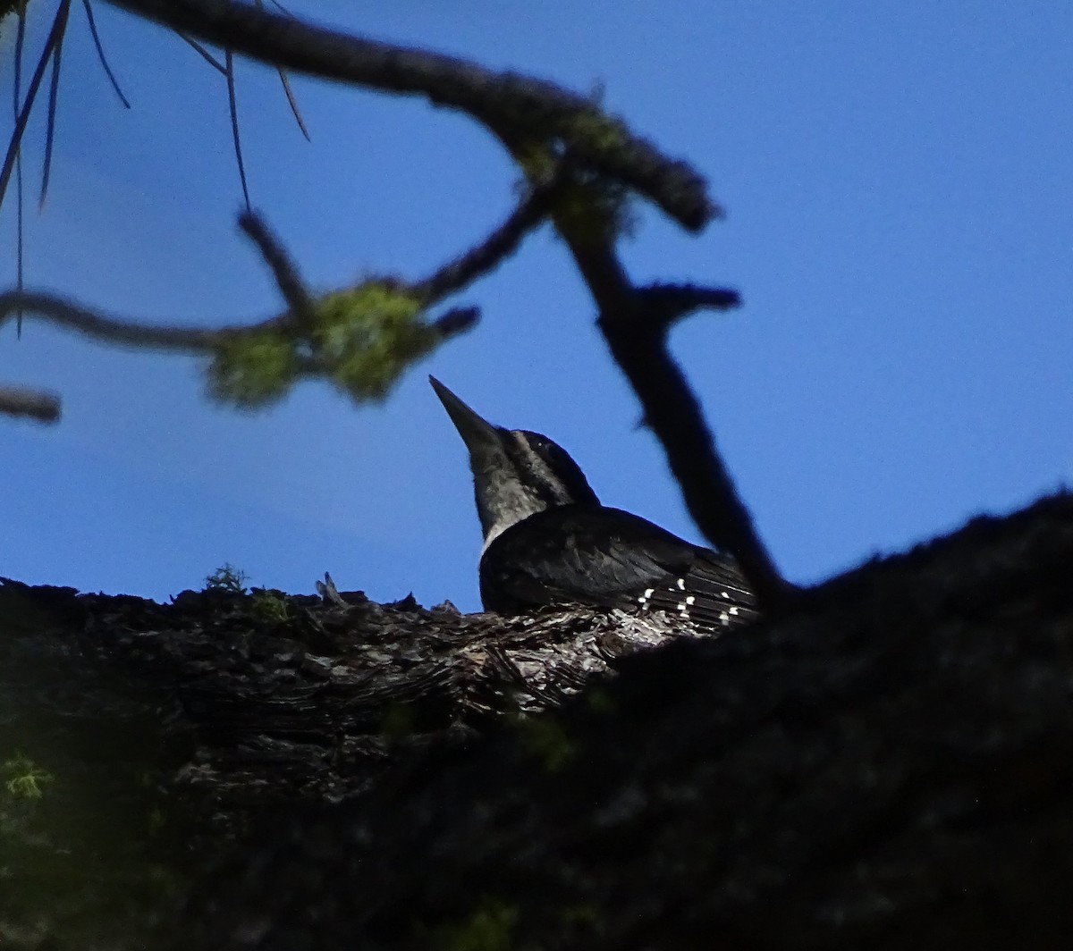 Black-backed Woodpecker - ML31205001