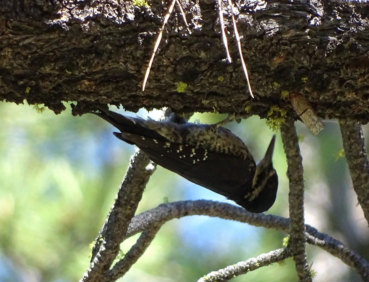 Black-backed Woodpecker - ML31205011