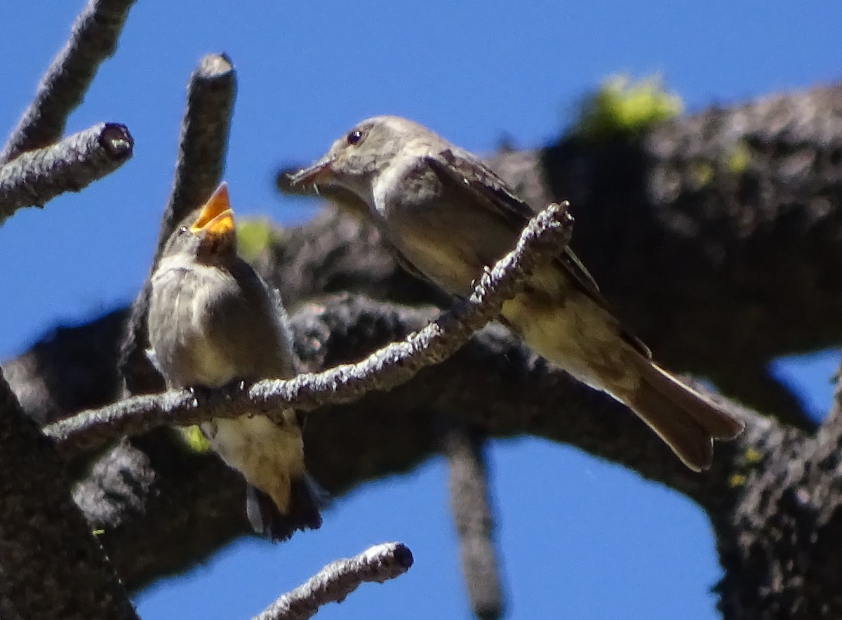 Western Wood-Pewee - ML31205051