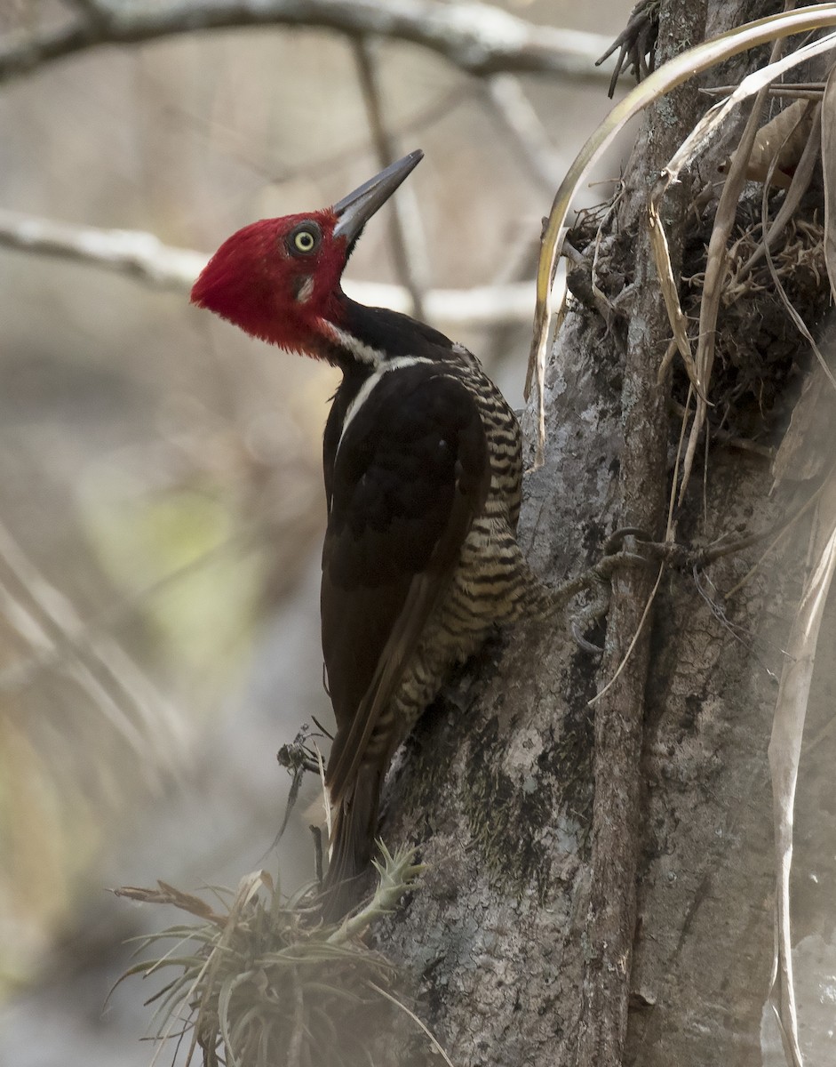Guayaquil Woodpecker - ML312050871