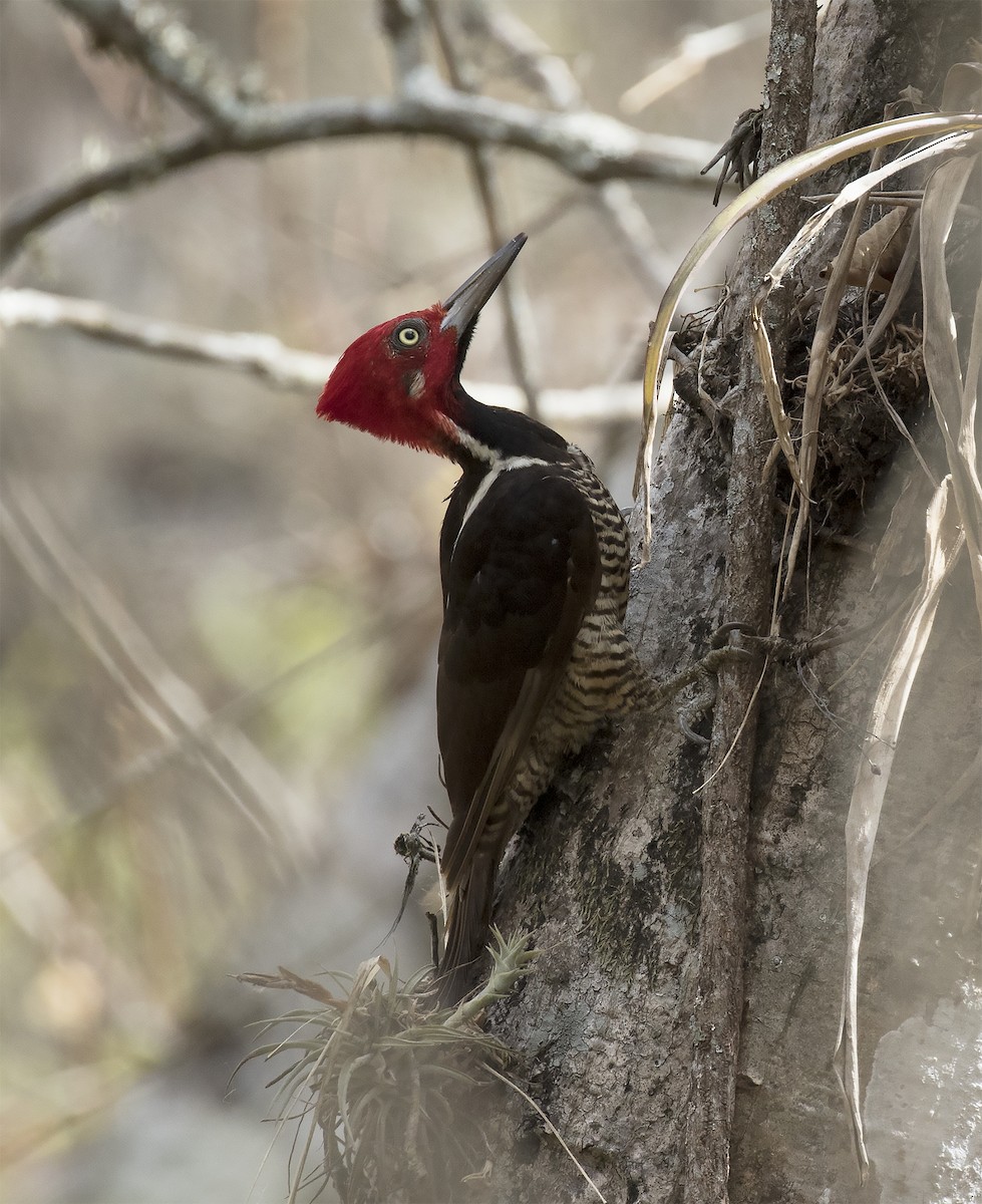 Guayaquil Woodpecker - Gary Rosenberg