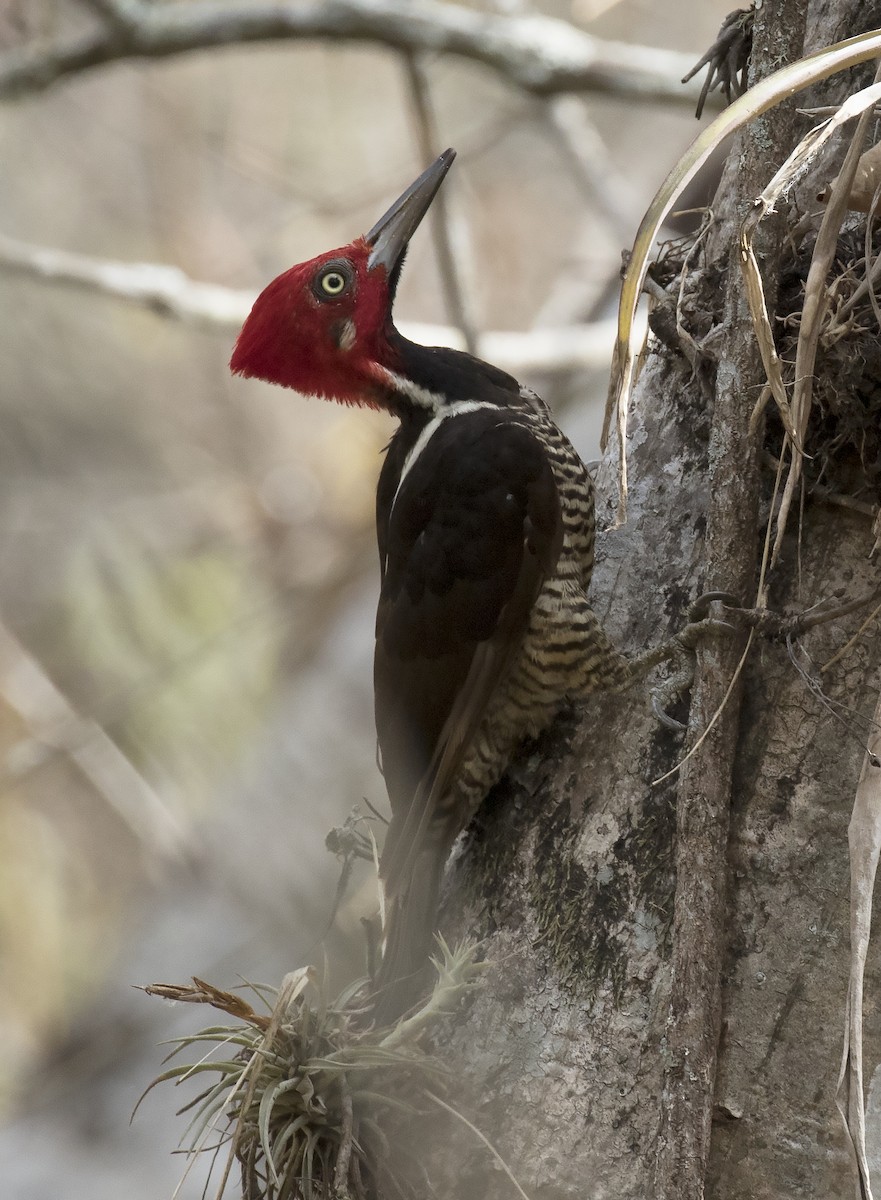 Guayaquil Woodpecker - ML312050891