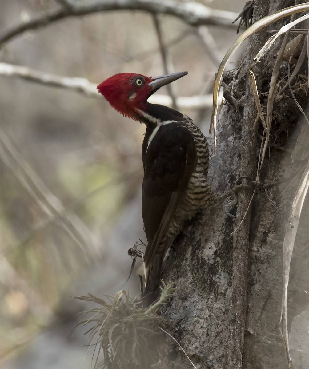 Guayaquil Woodpecker - ML312050921