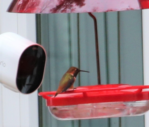 Allen's Hummingbird - ML312052101