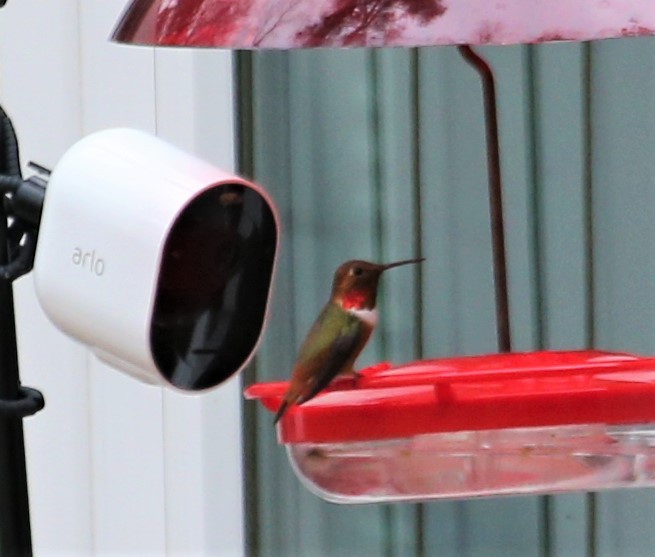 Allen's Hummingbird - ML312052111