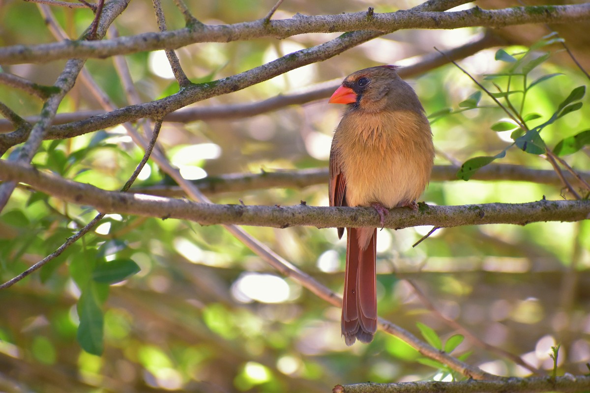 Northern Cardinal - ML312052451