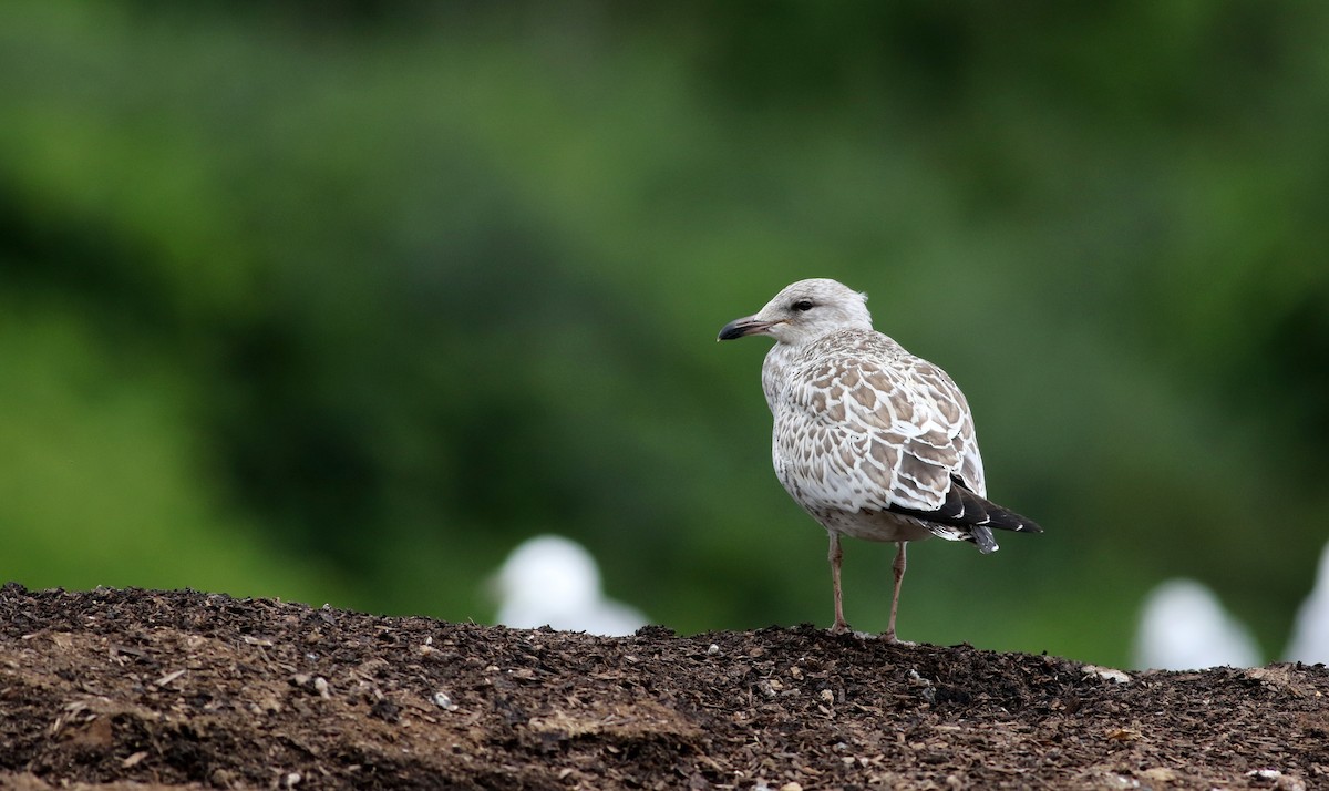 Ring-billed Gull - ML31205271