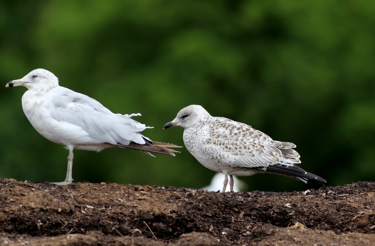 Ring-billed Gull - ML31205311