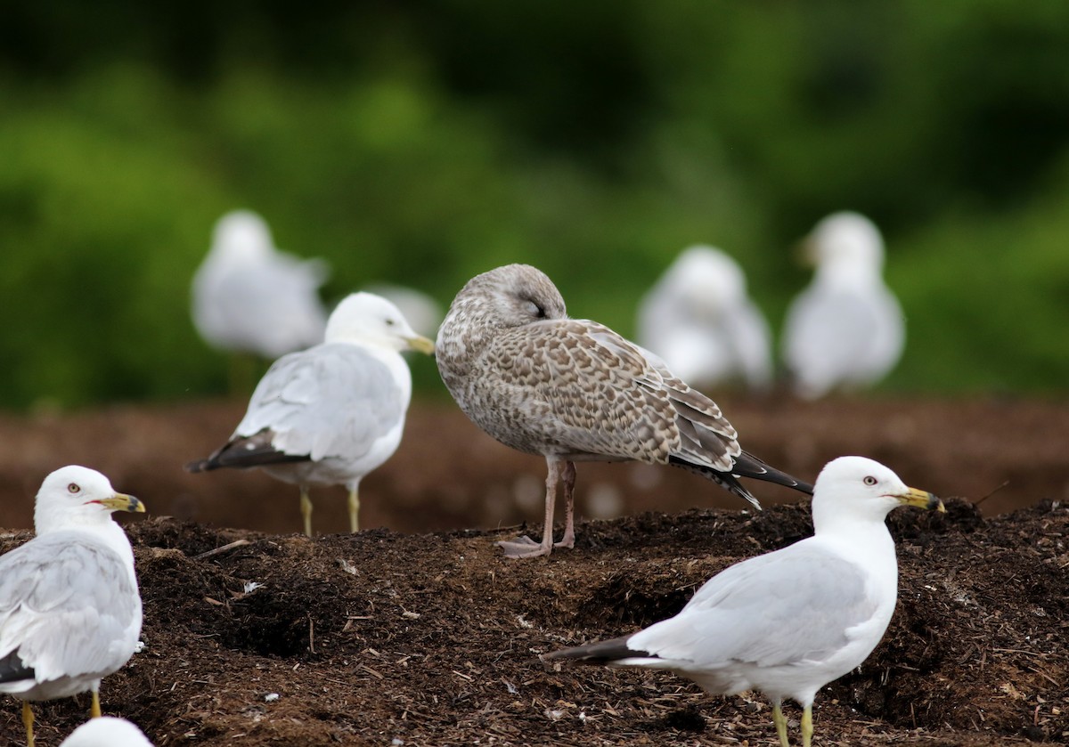 Ring-billed Gull - ML31205361