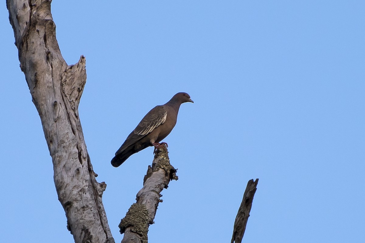 Pigeon picazuro - ML31205391