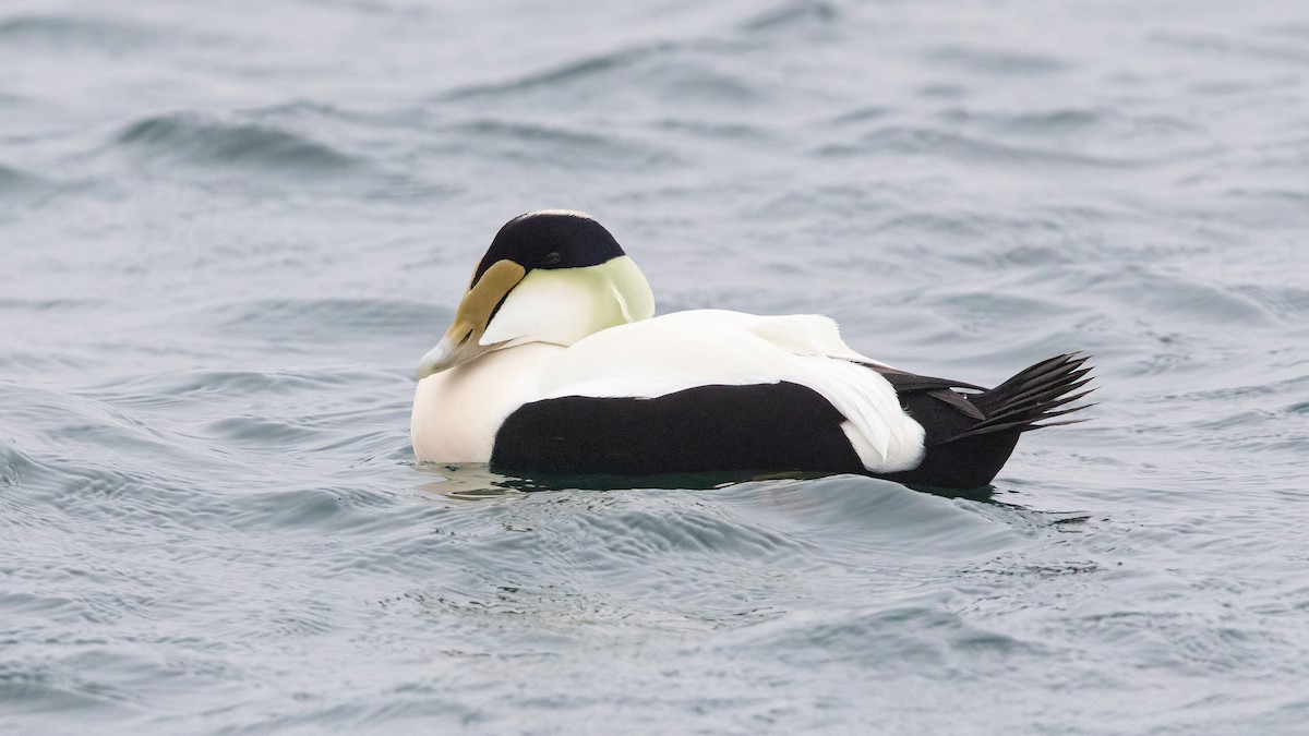 Common Eider (Dresser's) - Sam Zhang