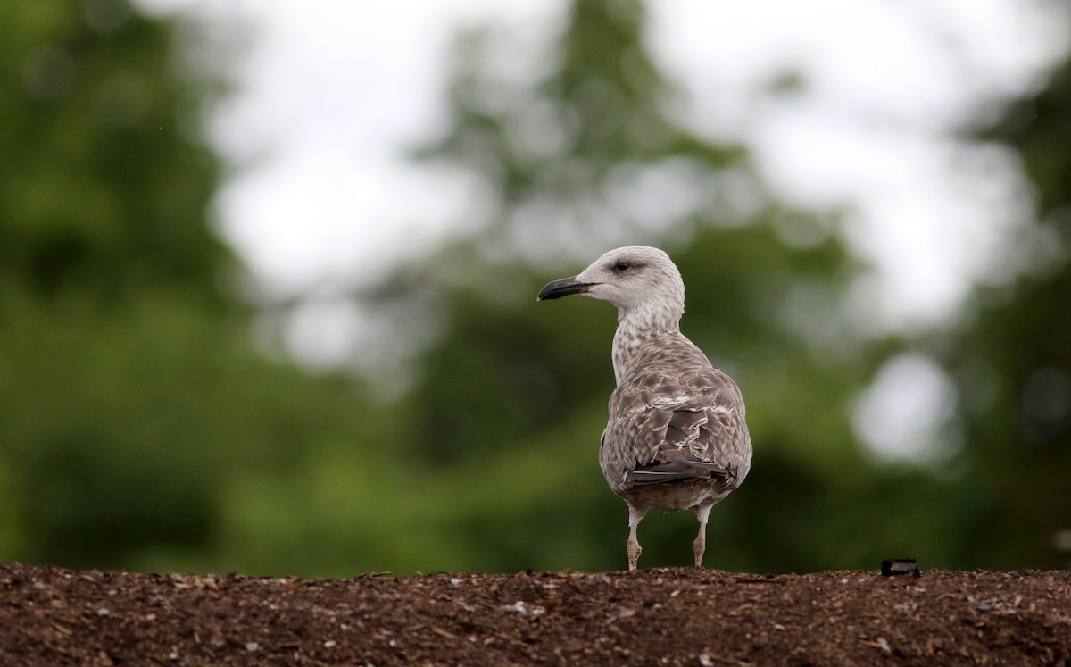 Lesser Black-backed Gull - Jay McGowan