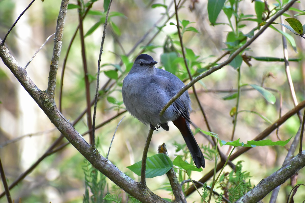 Gray Catbird - ML312054321