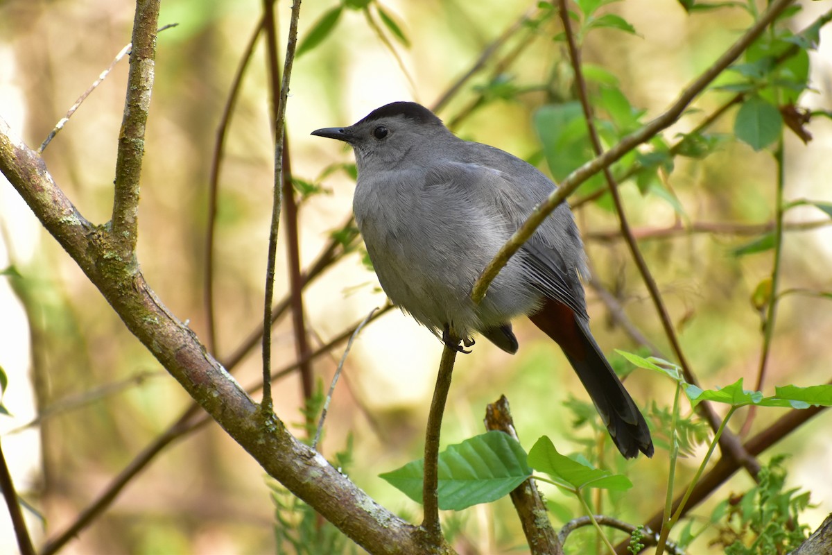 Gray Catbird - ML312054361