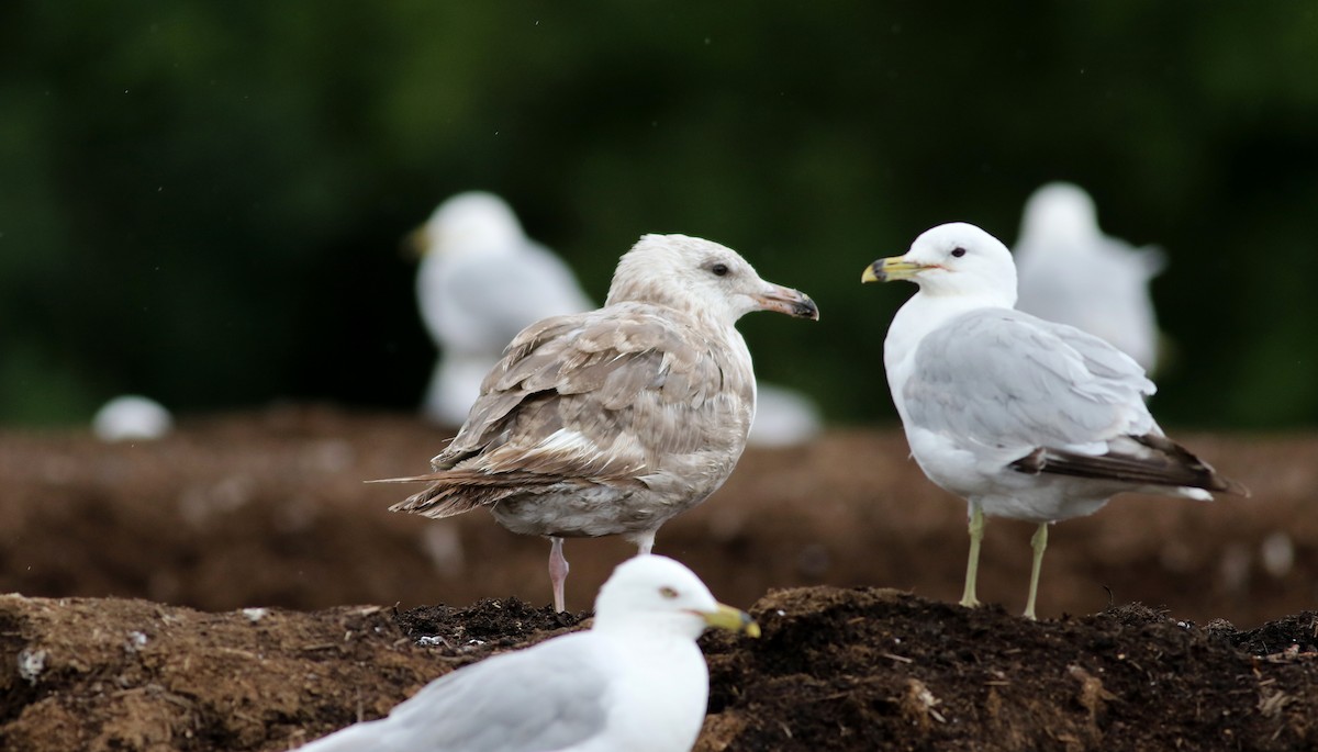 Herring Gull (American) - ML31205451