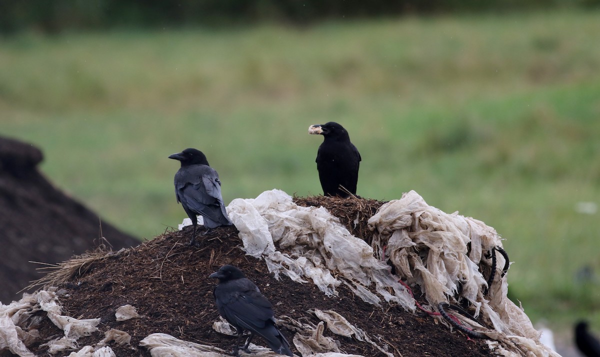American Crow - Jay McGowan