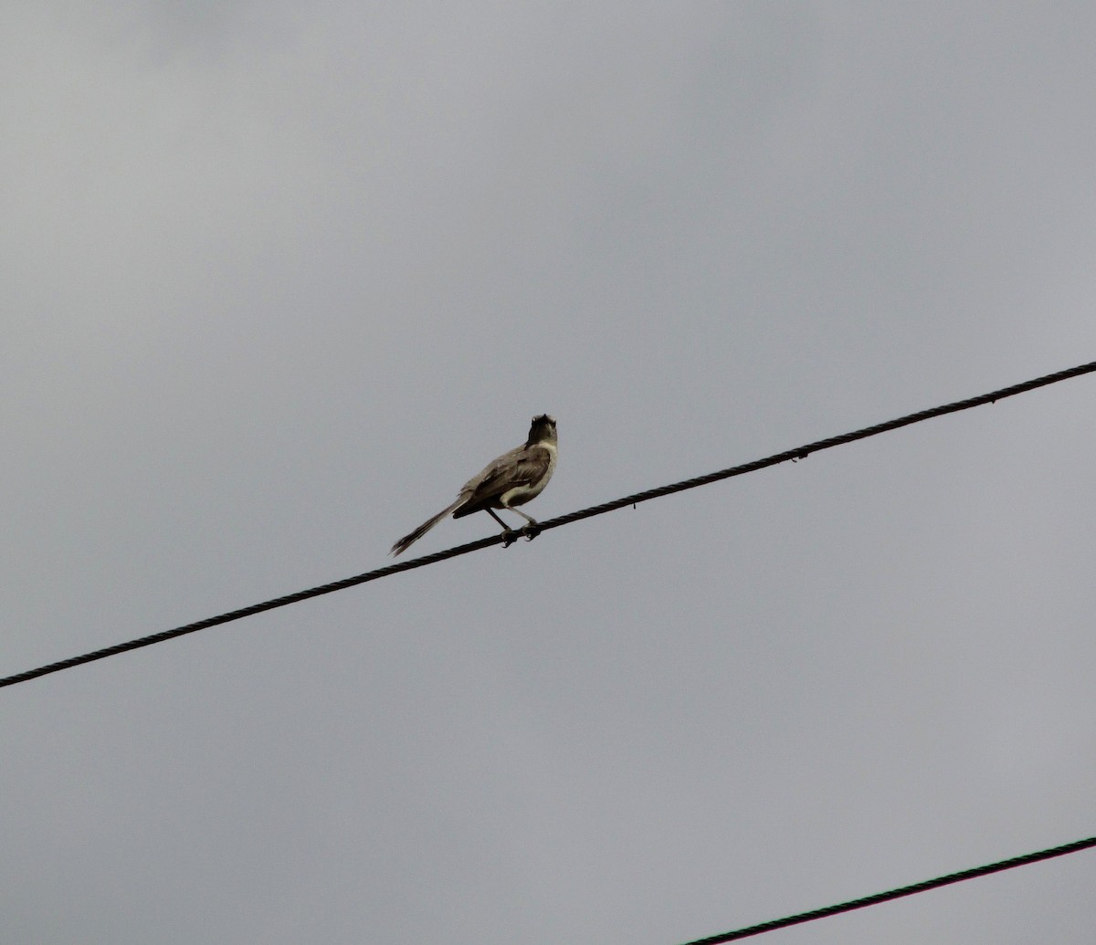 Tropical Mockingbird - ML312055001