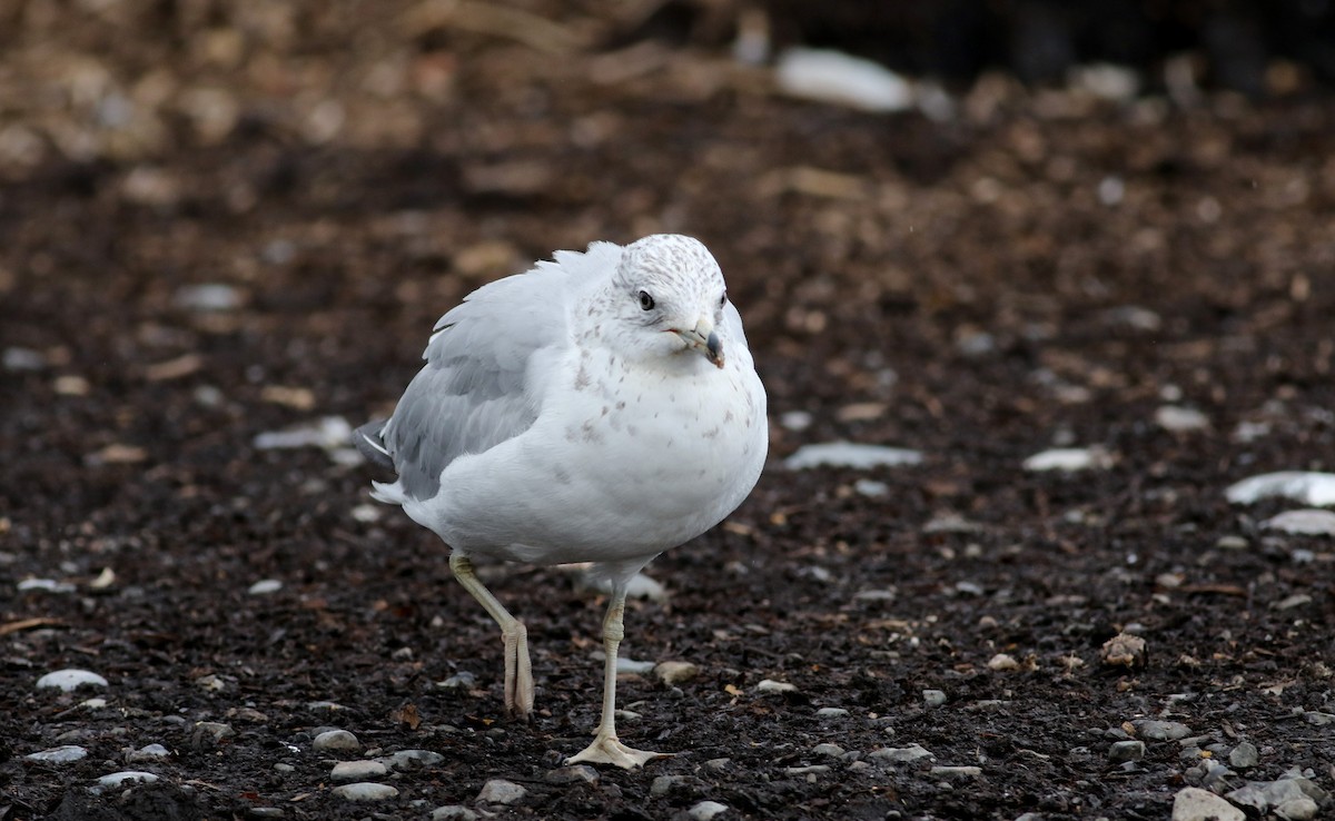 Ring-billed Gull - ML31205511