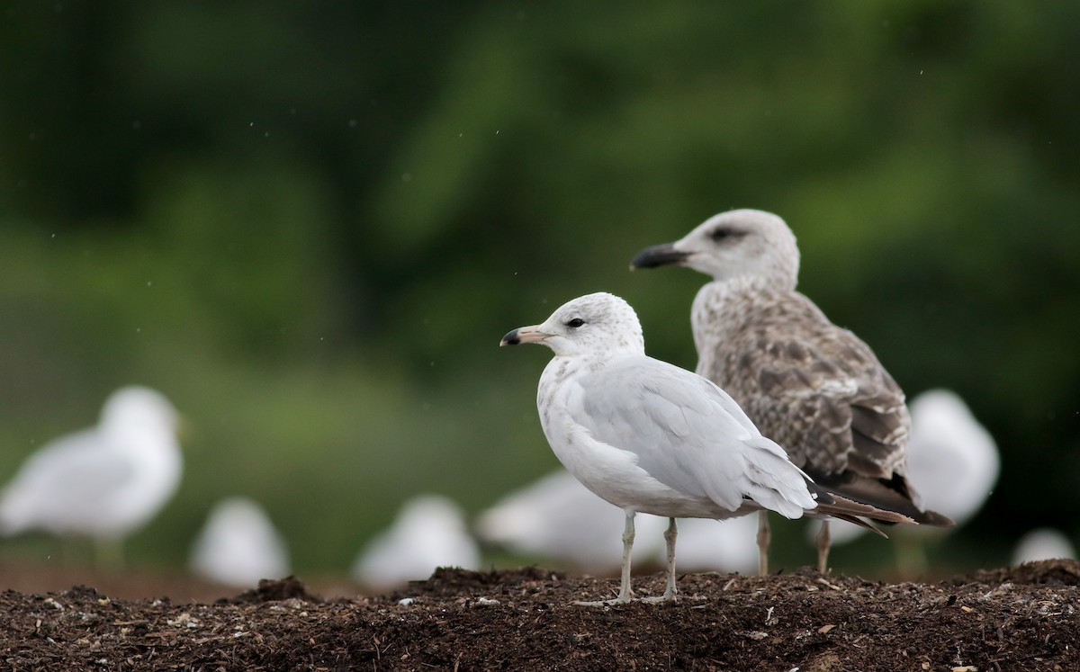 Ring-billed Gull - ML31205541