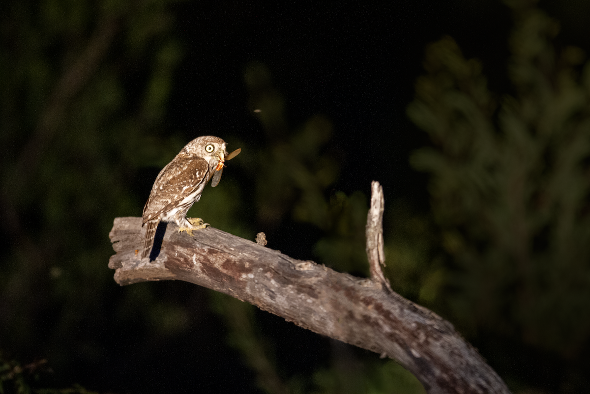 Pearl-spotted Owlet - ML312055711