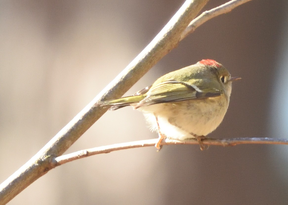Ruby-crowned Kinglet - ML312056571