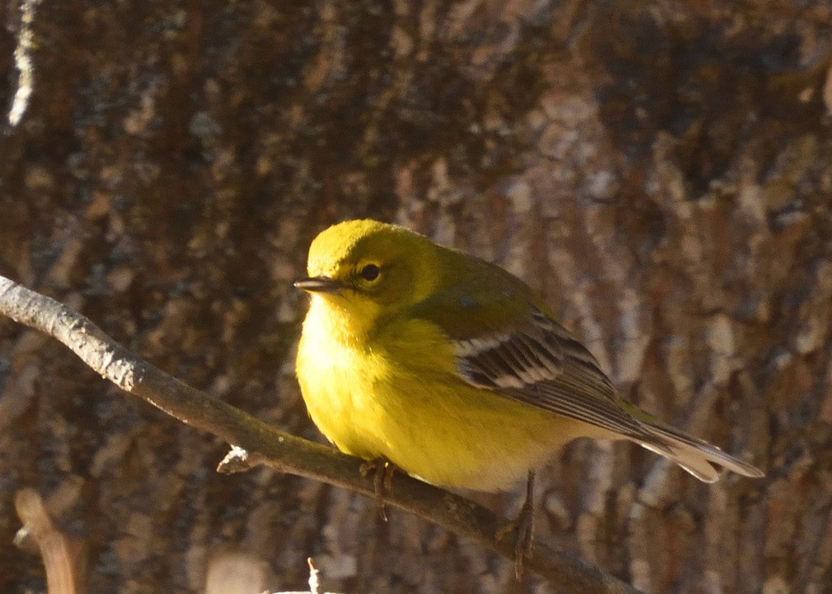 Pine Warbler - ML312056691