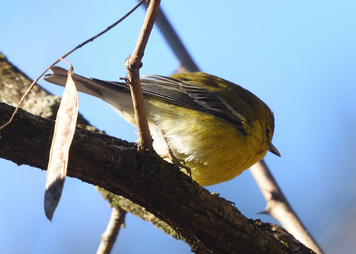 Pine Warbler - ML312056721