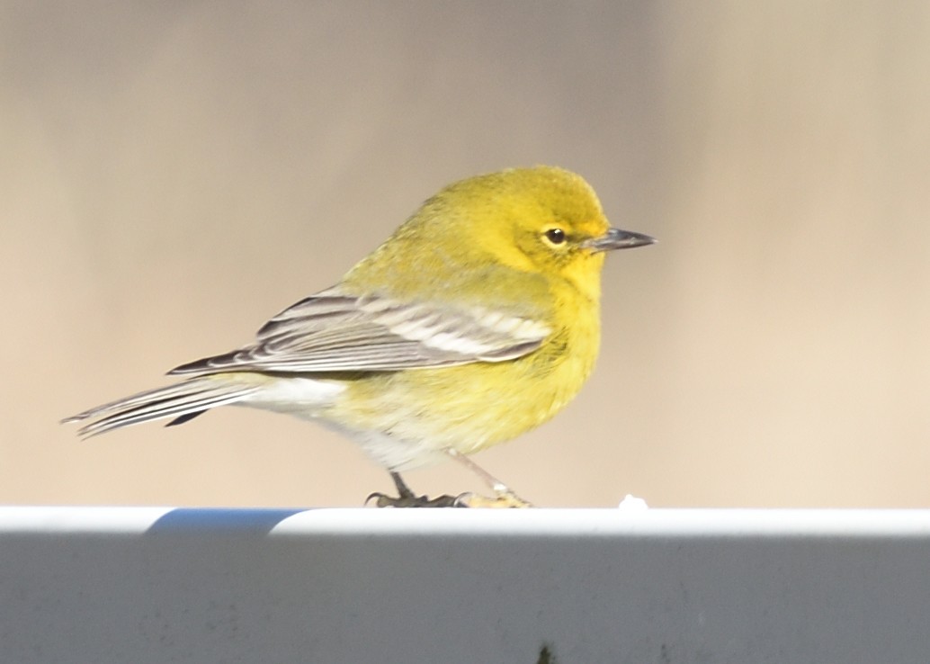 Pine Warbler - ML312056731