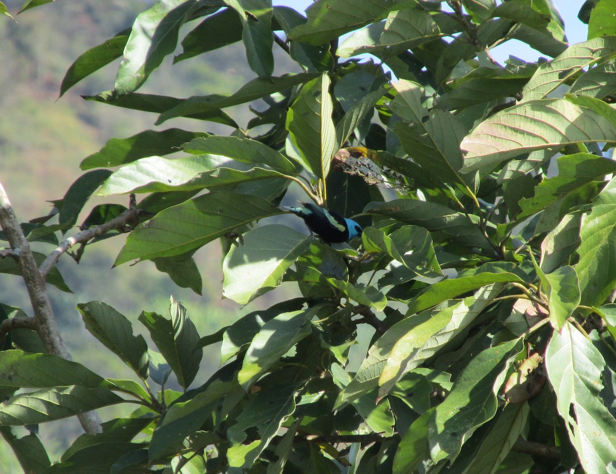 Blue-necked Tanager - ML312056851