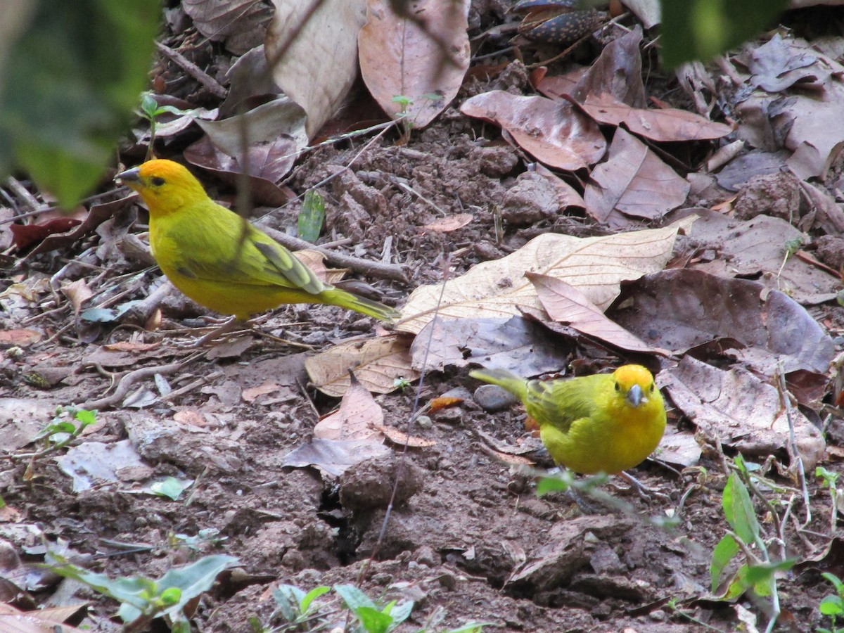 Saffron Finch - ML312057211