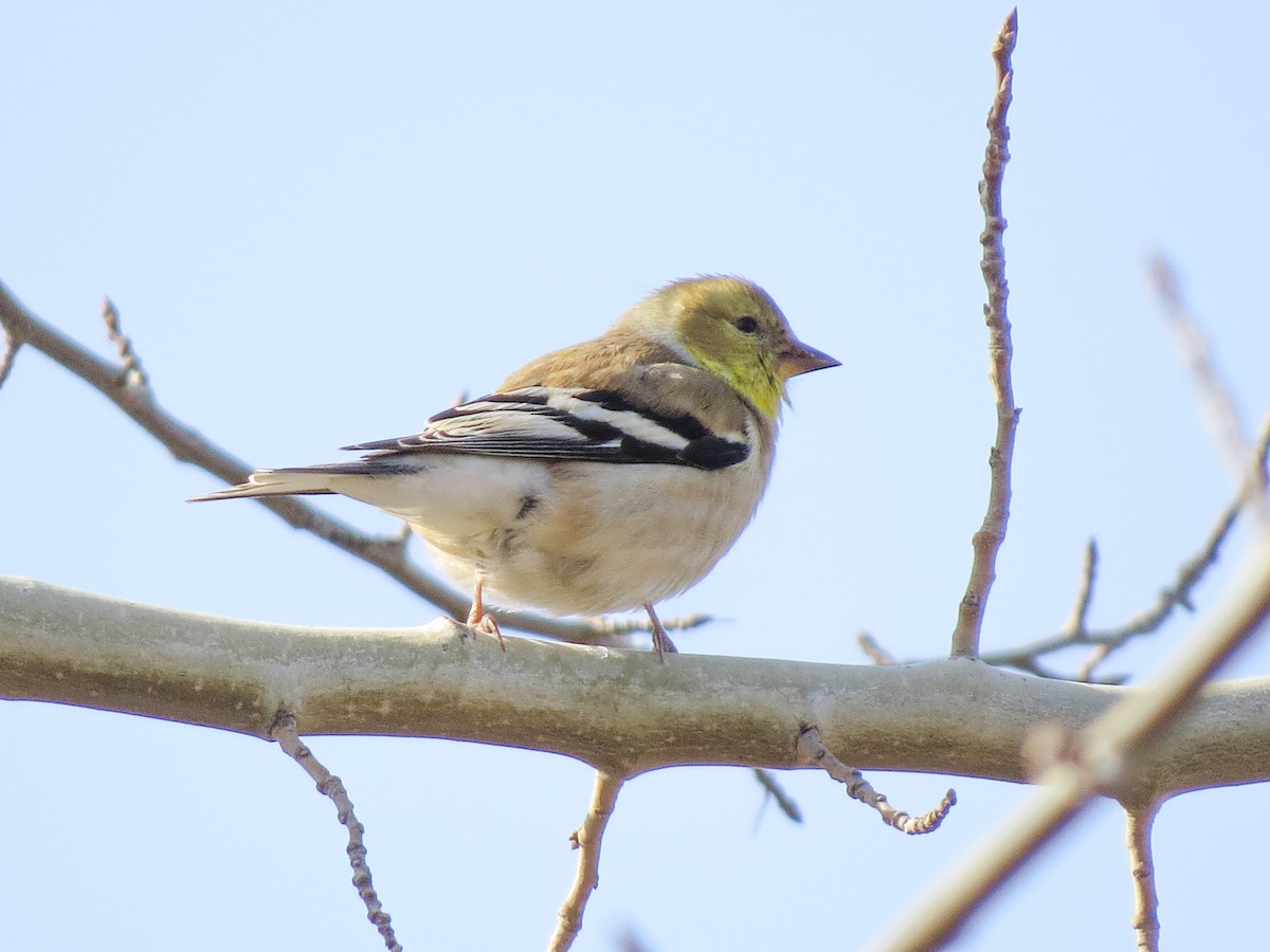 American Goldfinch - ML312057901