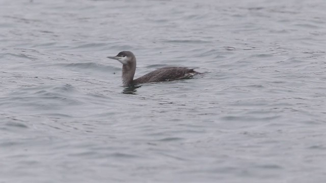 Red-throated Loon - ML312058301