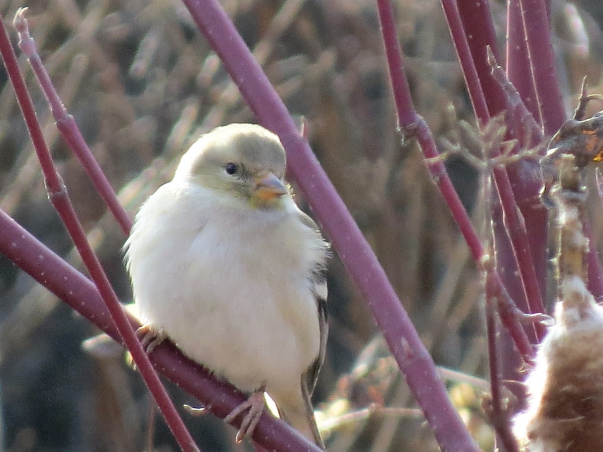 American Goldfinch - ML312058481