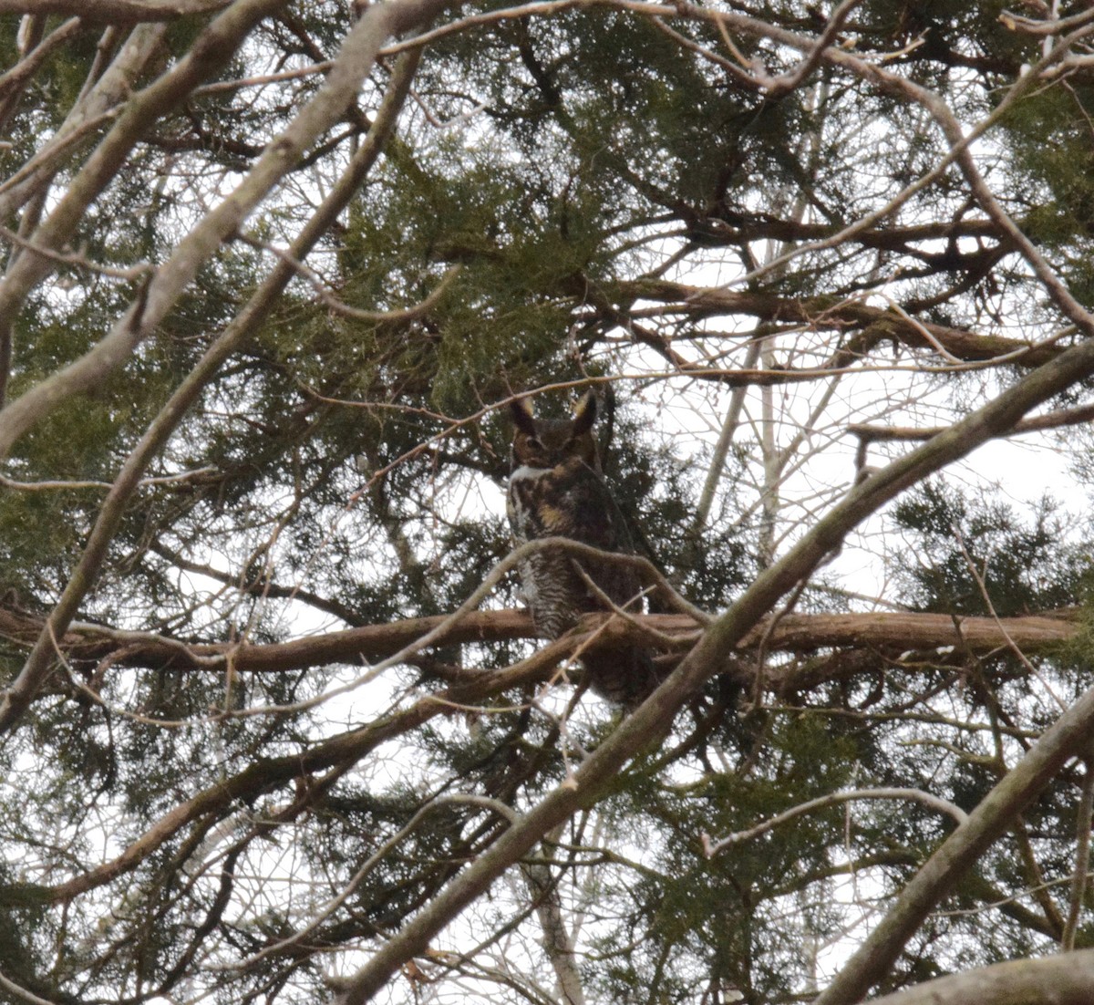 Great Horned Owl - Mariel Cotton