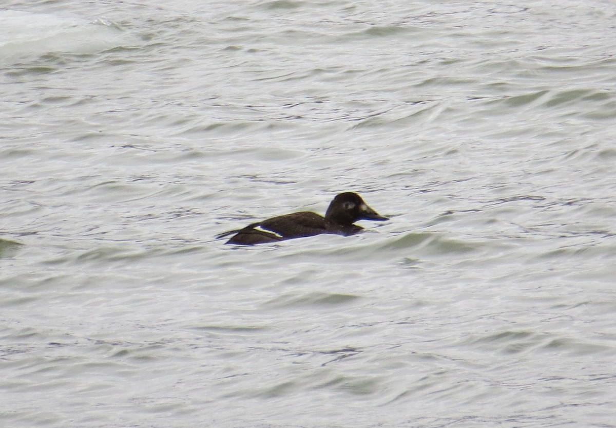 White-winged Scoter - ML312059191