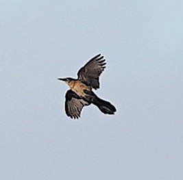 Boat-tailed Grackle - ML312061421
