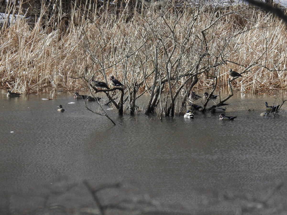 Wood Duck - ML312061441