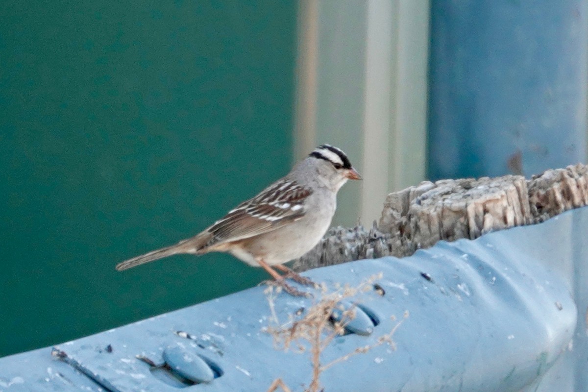 White-crowned Sparrow (Dark-lored) - ML312064371