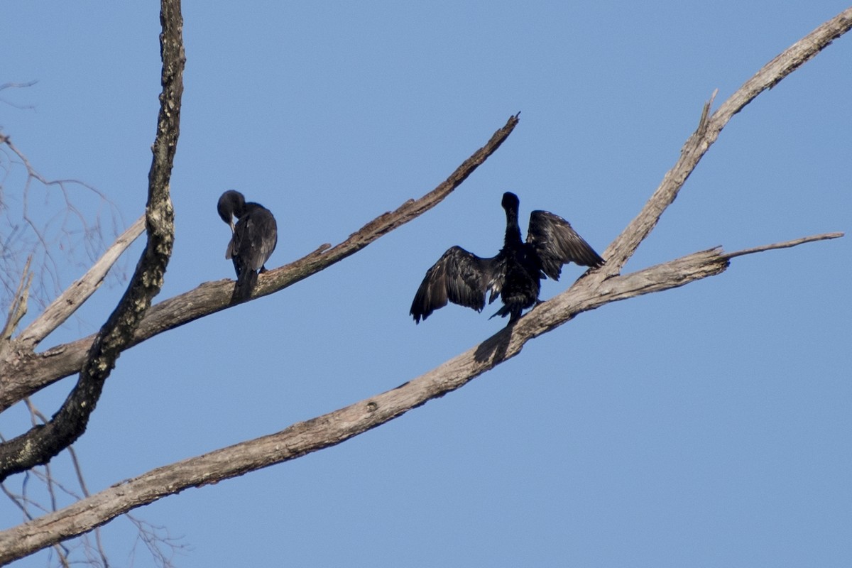 Neotropic Cormorant - Luiz Carlos Ramassotti