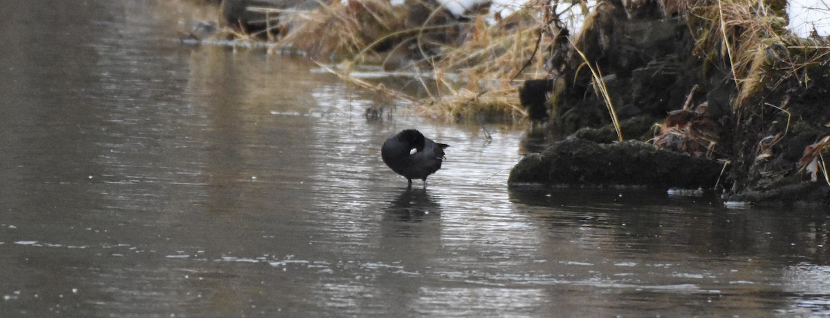 American Coot - ML312065271