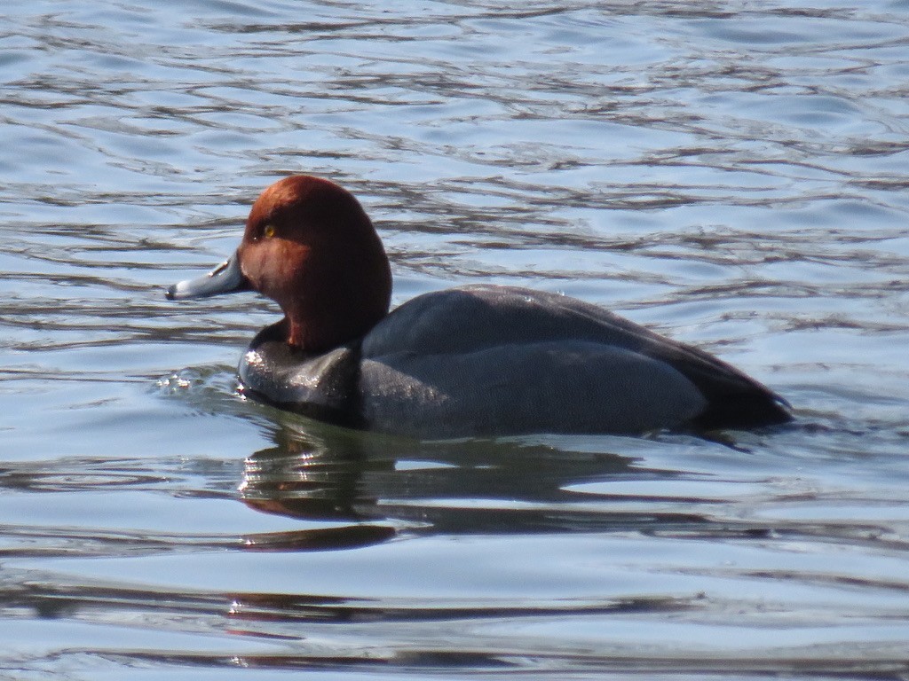 Redhead - Bart Williams