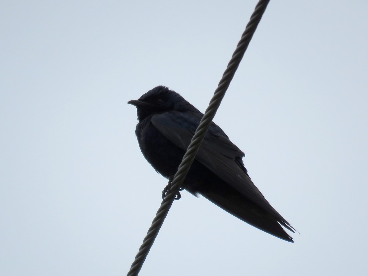 Purple Martin - Brian Henderson