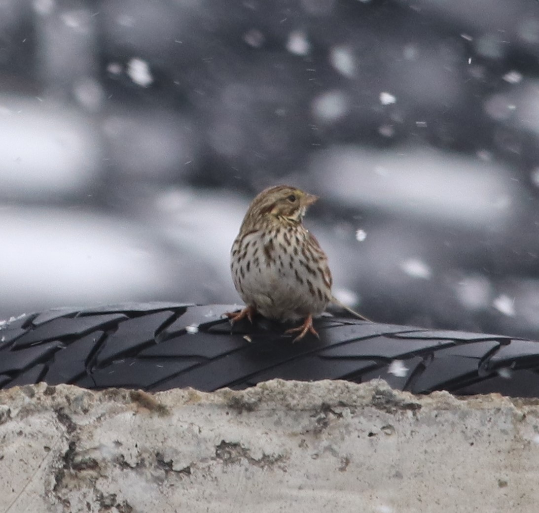 Savannah Sparrow - ML312068501