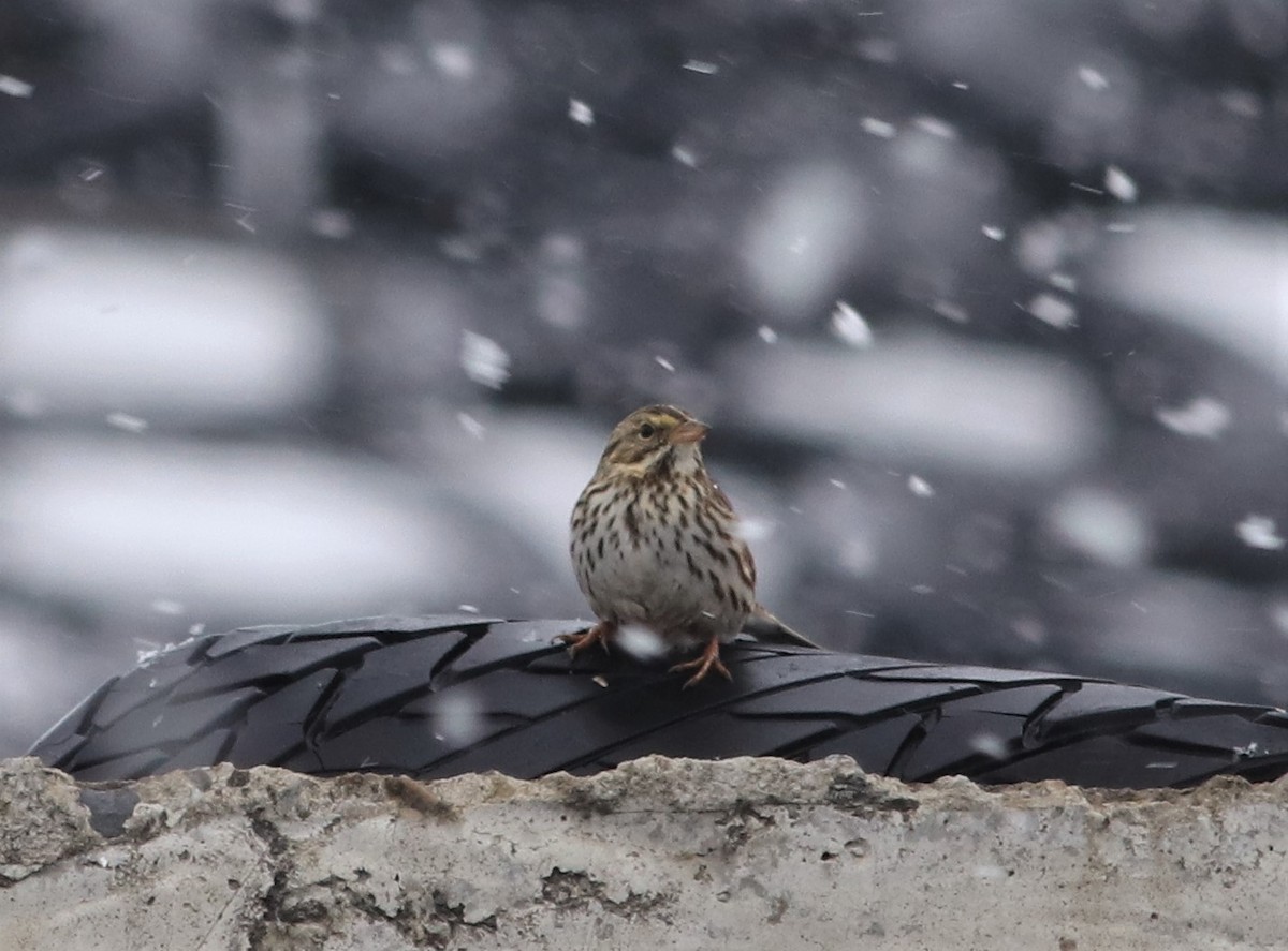 Savannah Sparrow - ML312068621