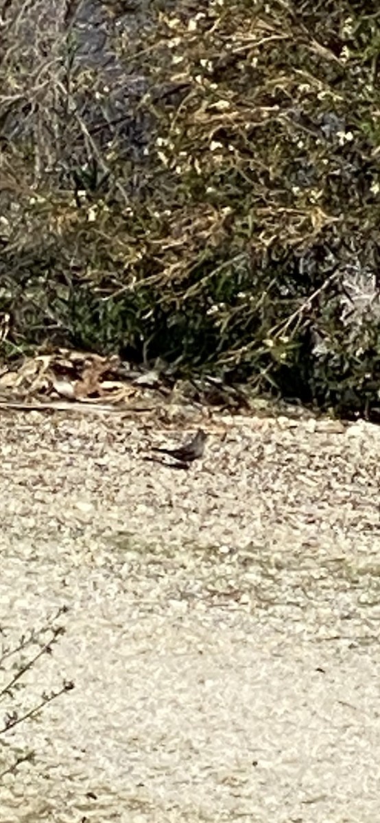 Phainopepla - Jane Bork