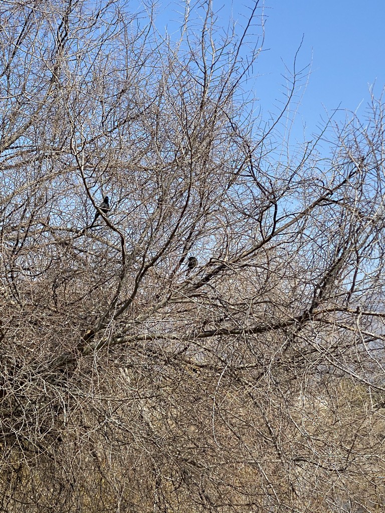 Phainopepla - Jane Bork