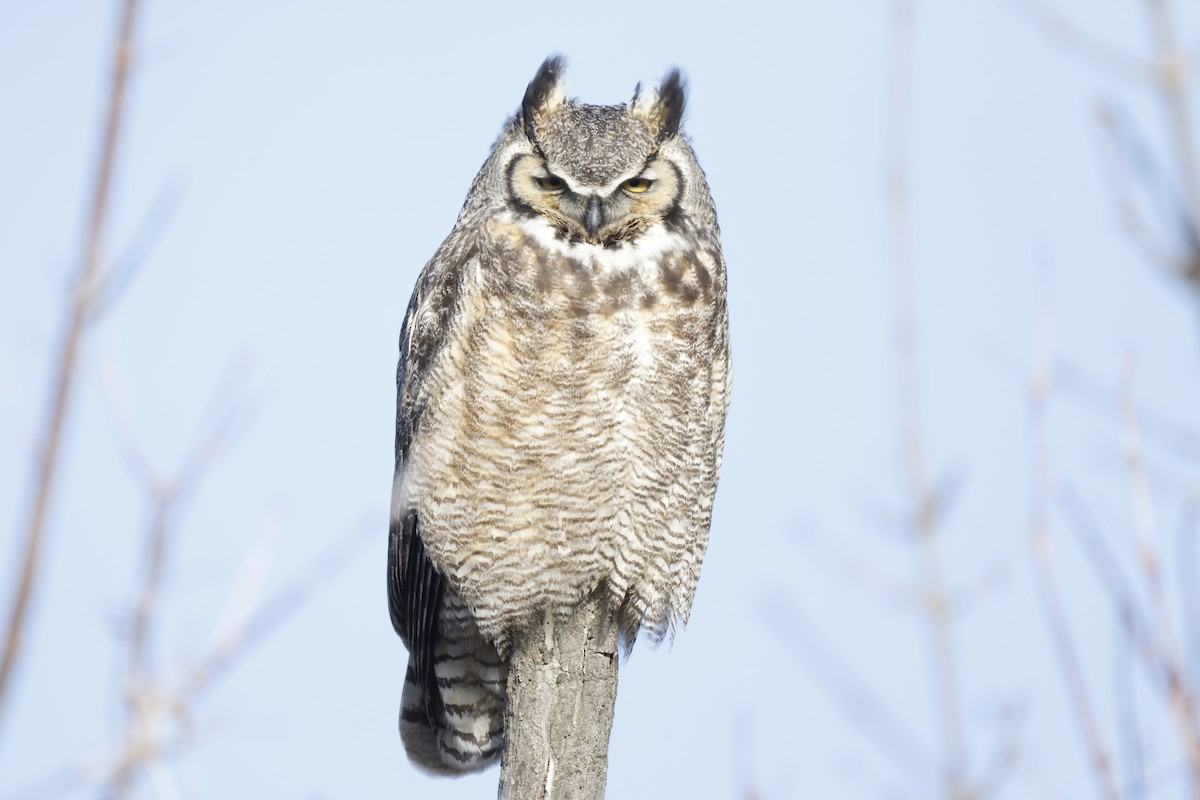 Great Horned Owl - Scott Ray