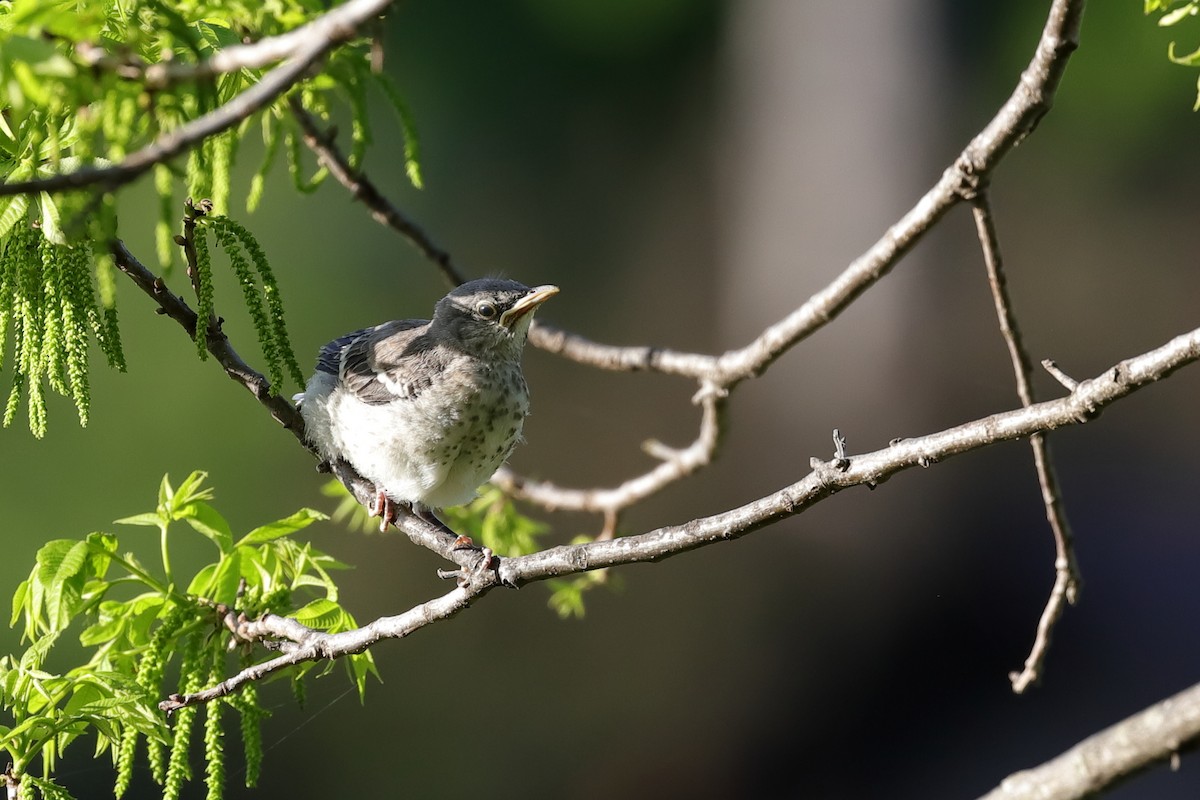 Northern Mockingbird - ML312073341